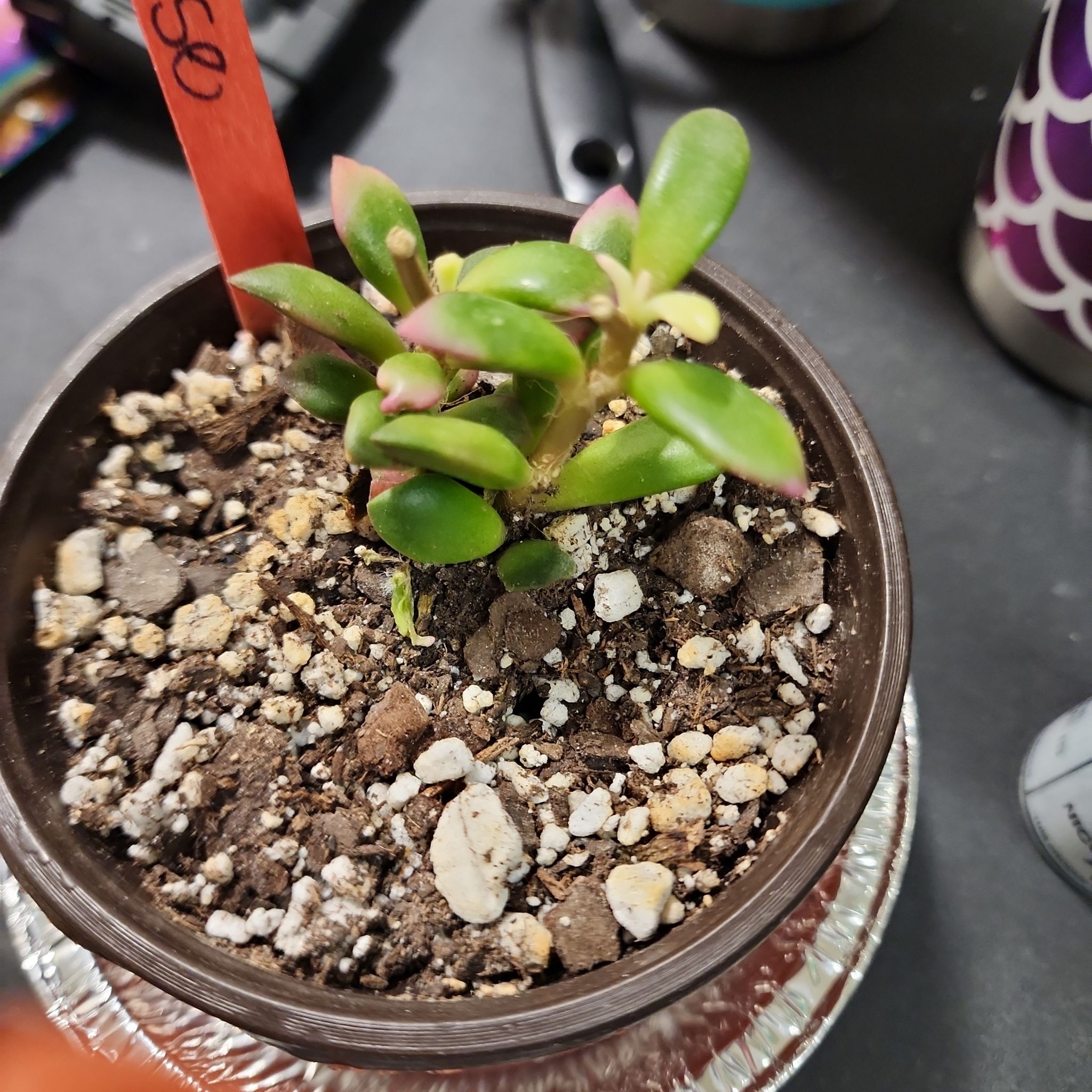 Anacampseros 'Sunrise' plant in a pot with visible soil and pebbles.