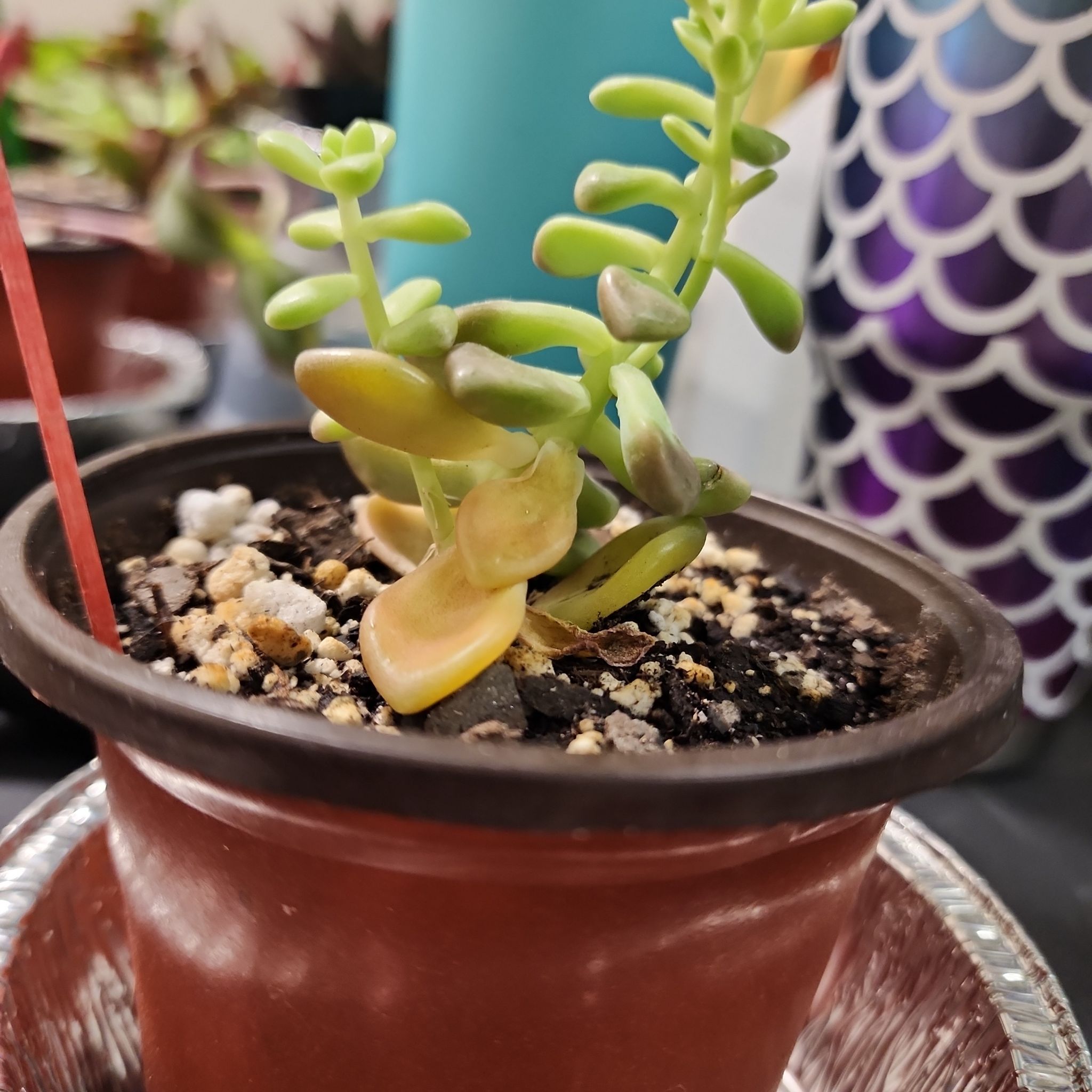 Photo of the plant species Graptopetalum mendozae by @ChiefTigerlily named Mendozae on Greg, the plant care app