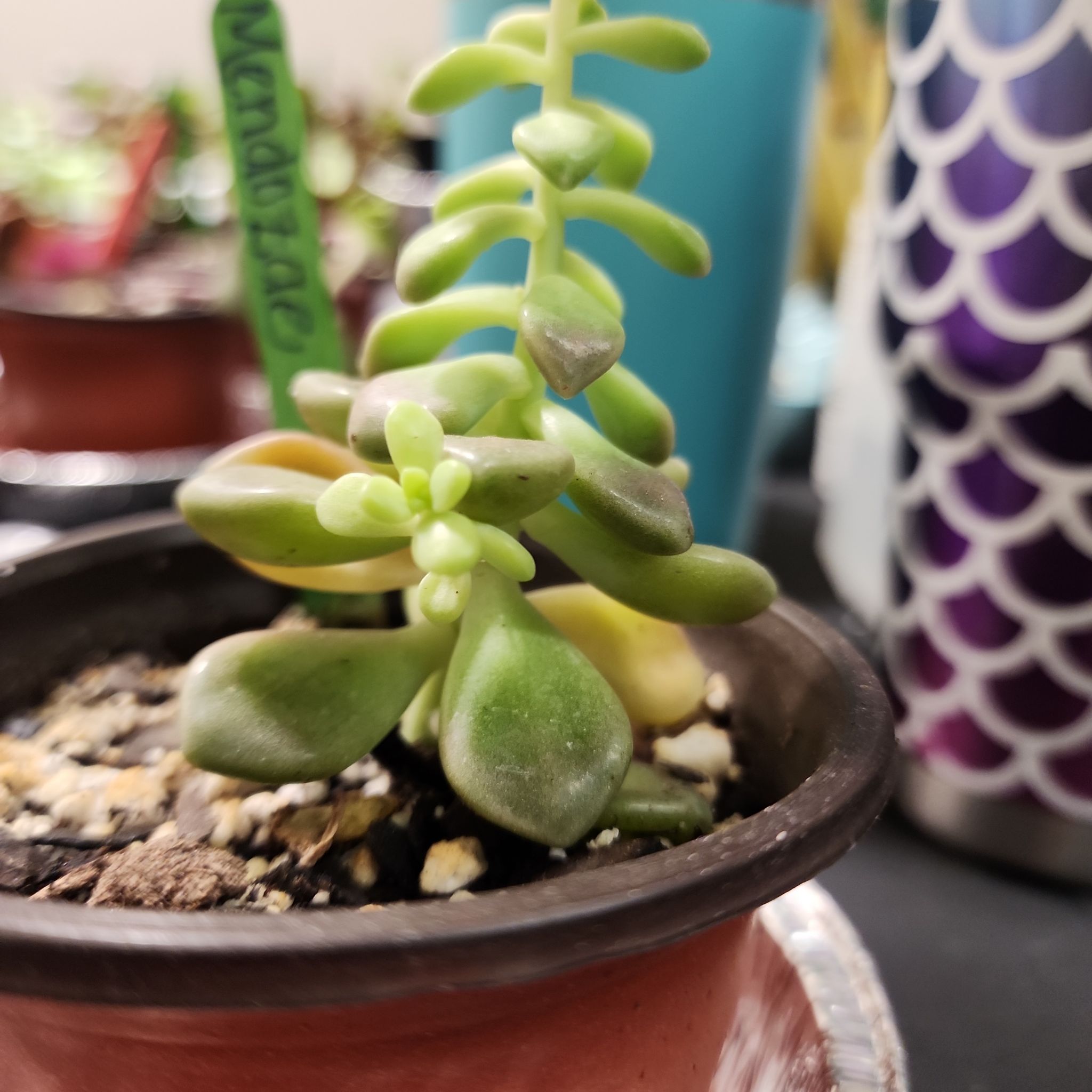 Photo of the plant species Graptopetalum mendozae by @ChiefTigerlily named Mendozae II on Greg, the plant care app