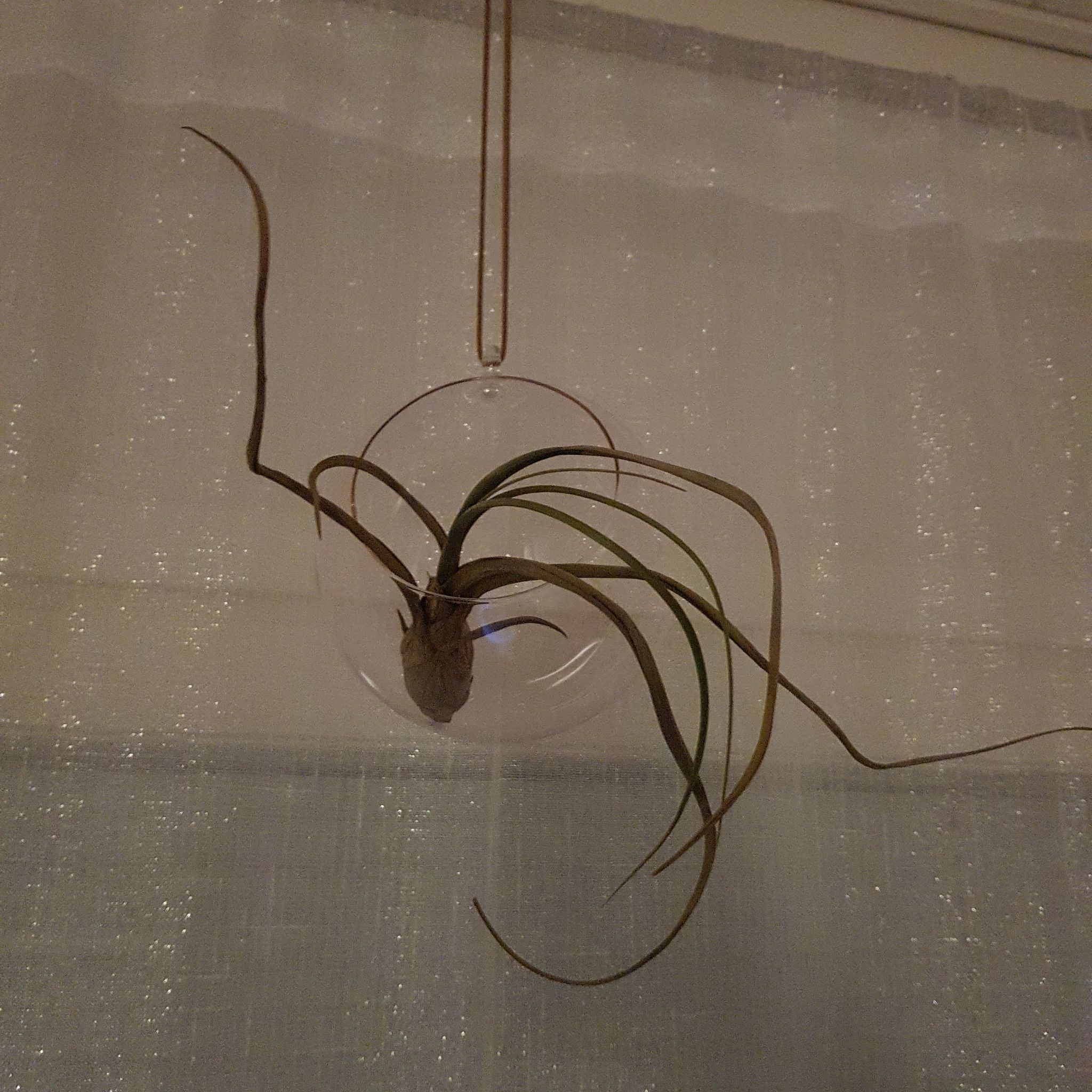 Tillandsia butzii plant in a glass container with some yellowing and browning leaves.