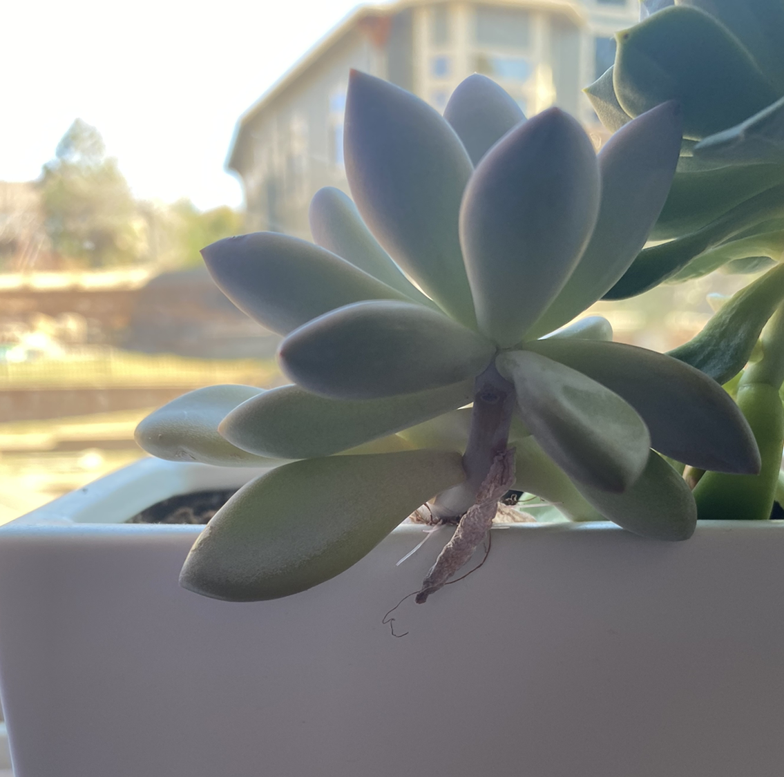 Graptoveria 'Opalina' succulent in a white pot with a blurred background.