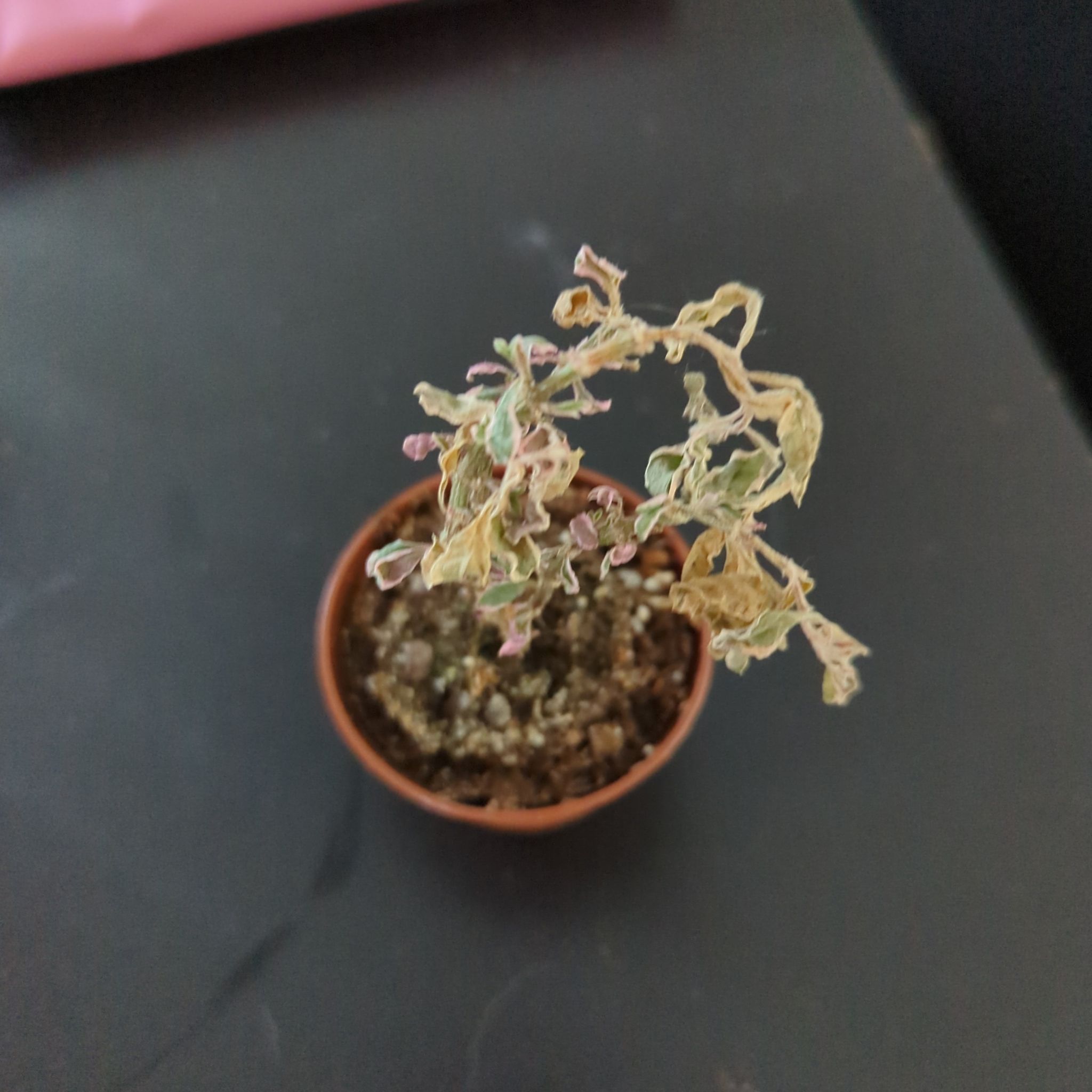 Photo of the plant species Waffle Plant 'Snow Queen' by @VipBogbirch named Willow on Greg, the plant care app