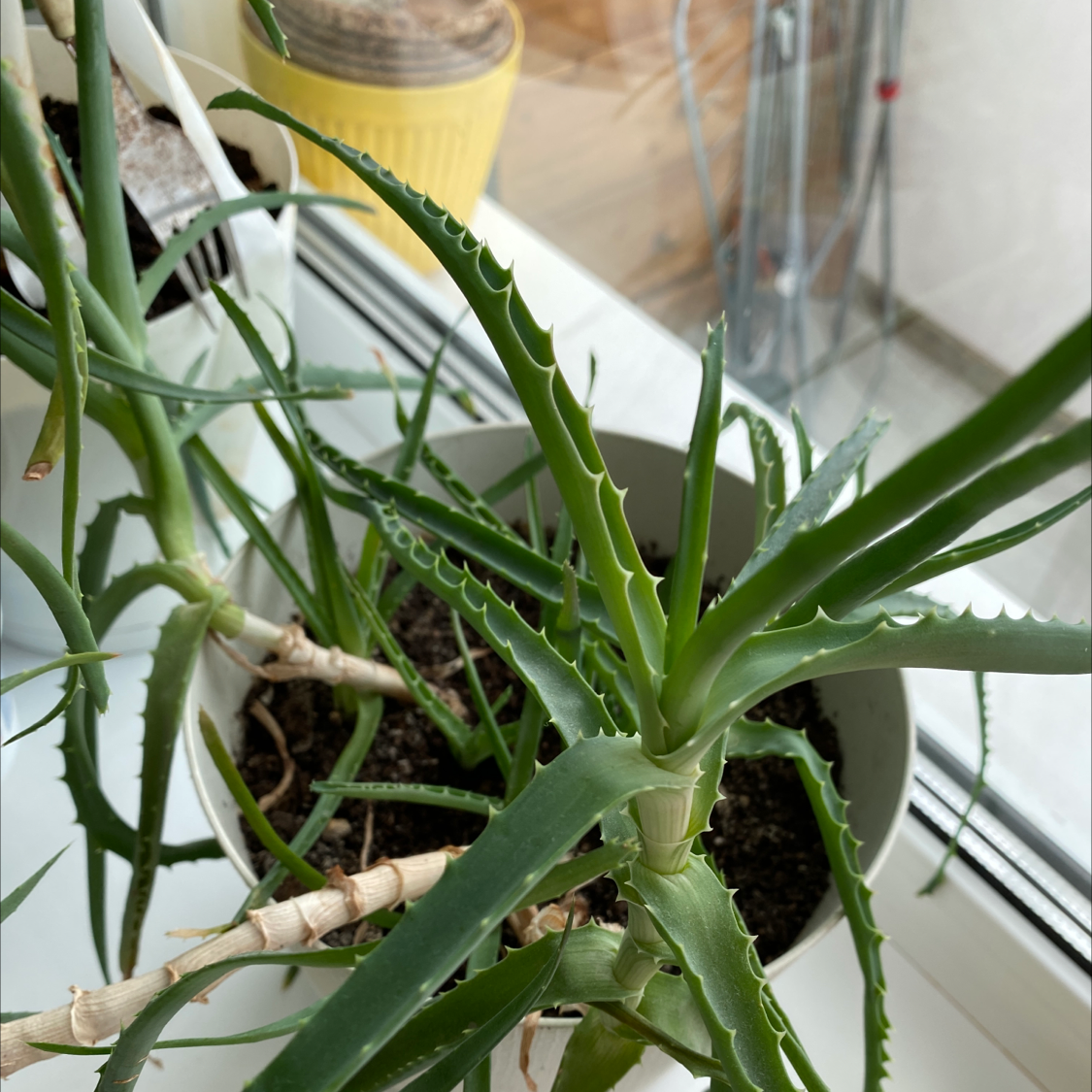 Candelabra Aloe plant in a pot with visible soil, healthy green leaves, and no signs of disease.