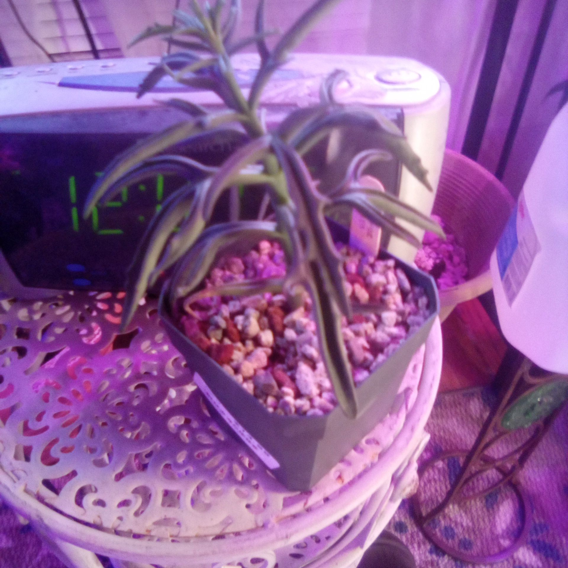 Photo of the plant species Kalanchoe 'Spider' by @TenderYuzu named K on Greg, the plant care app