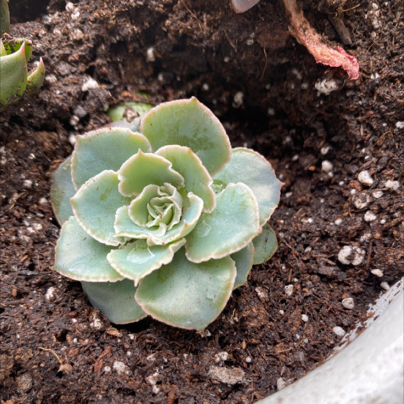 A healthy Two-Row Stonecrop succulent with green rosette leaves in visible soil.