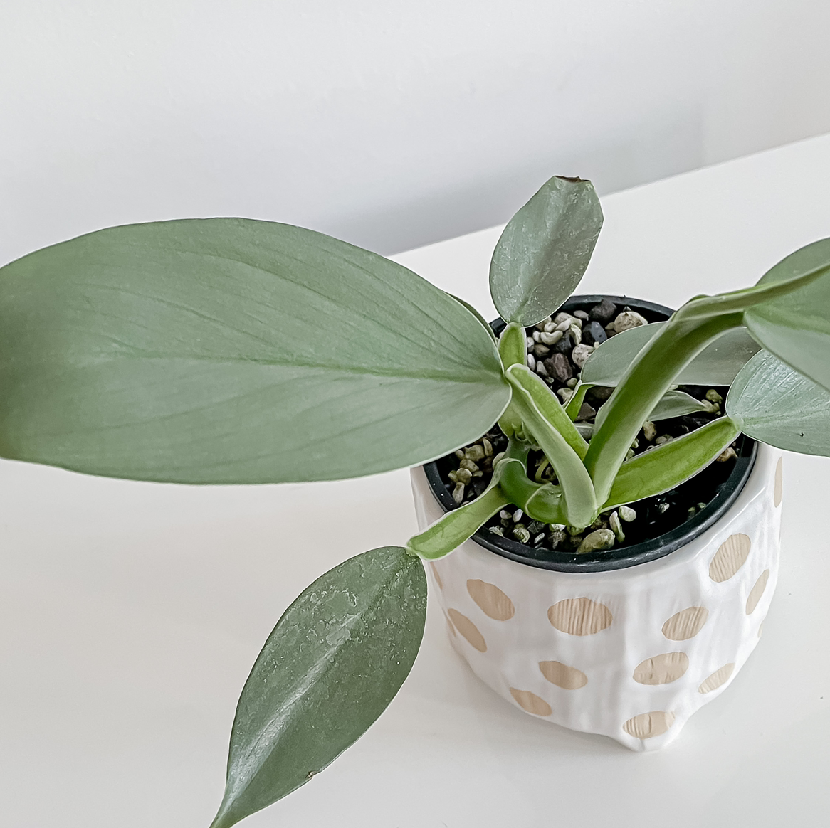 Photo of the plant species Philodendron Hastatum by @taramichelle named Bigleef Smalls on Greg, the plant care app
