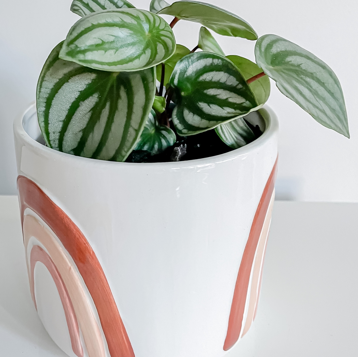 Photo of the plant species Watermelon Peperomia by @taramichelle named Winston on Greg, the plant care app