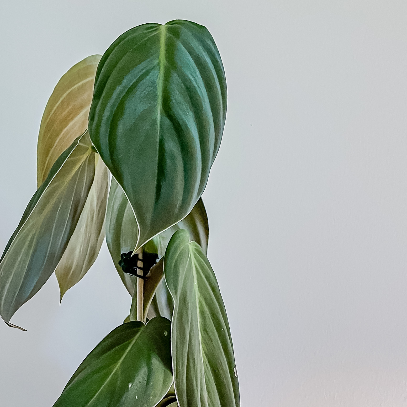 Philodendron gigas plant with large leaves, some showing yellowing.