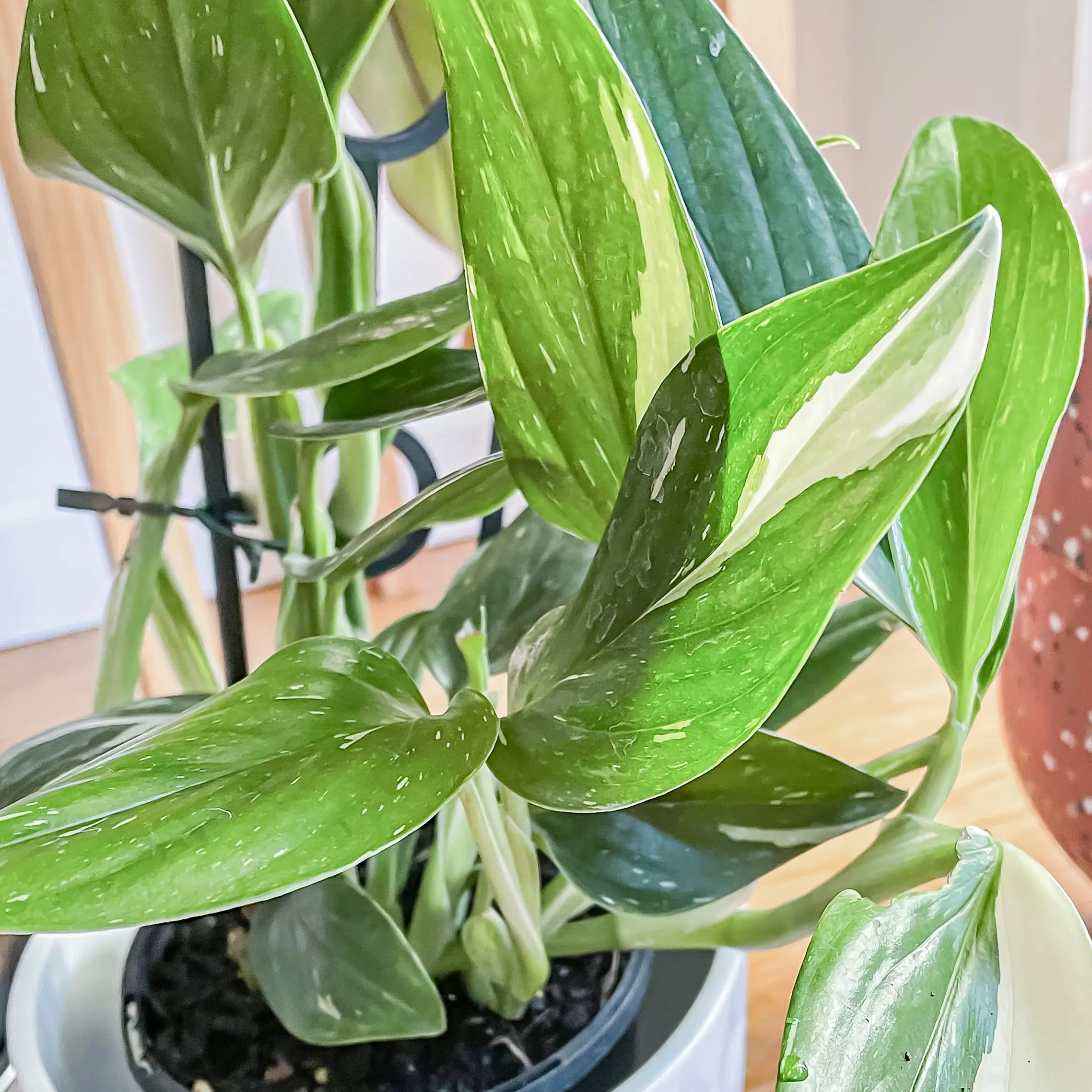 Healthy Monstera Cobra plant with vibrant green and white variegated leaves.