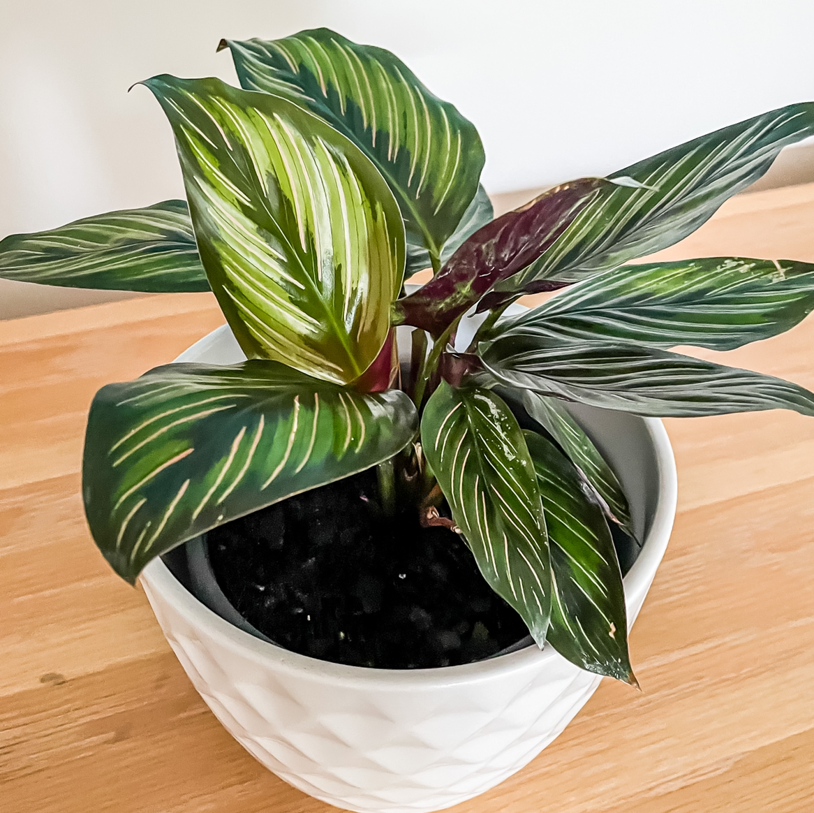 Calathea 'Beauty Star' plant in a white pot with green and white striped leaves.