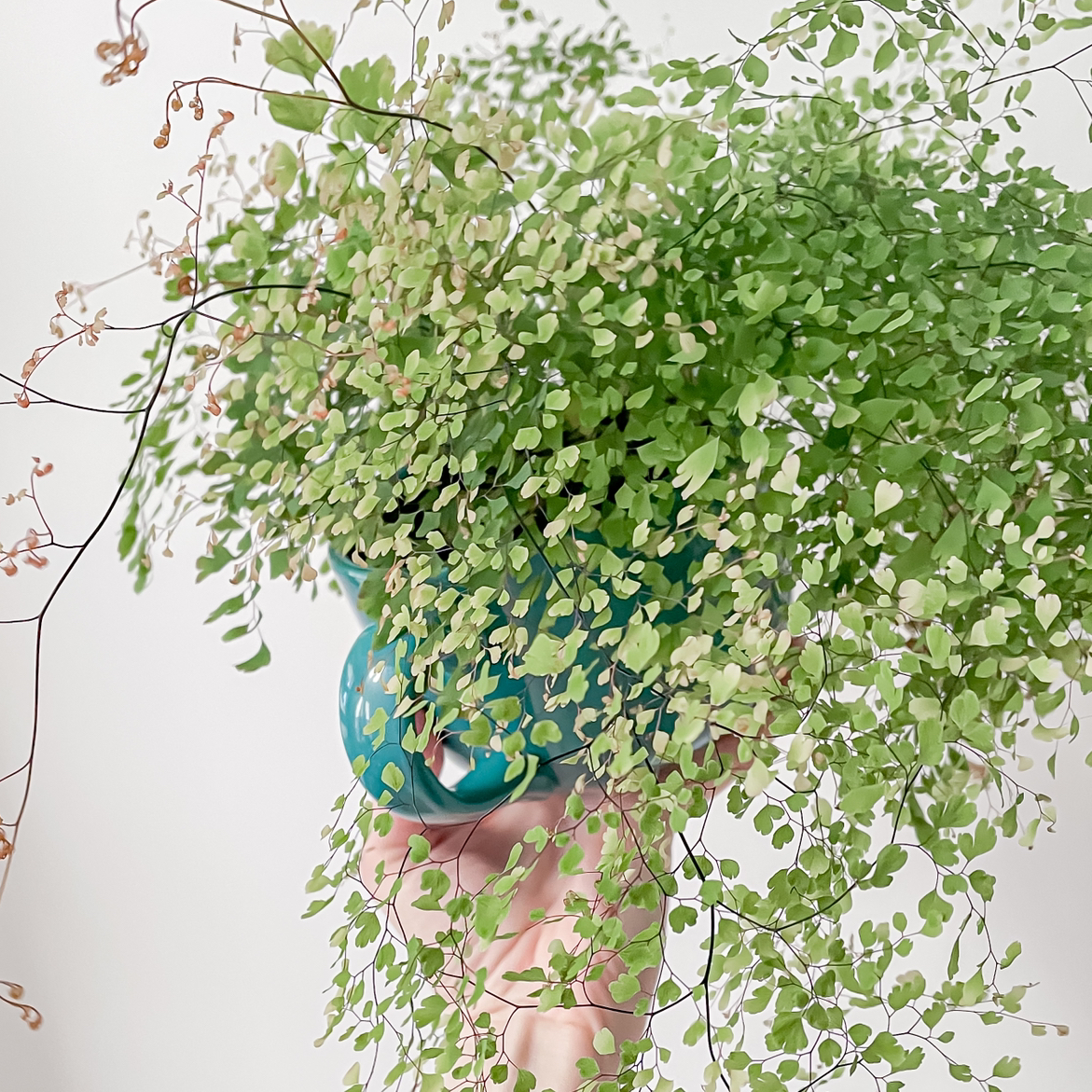 Photo of the plant species Maidenhair Fern by @taramichelle named Fernie Mercury on Greg, the plant care app