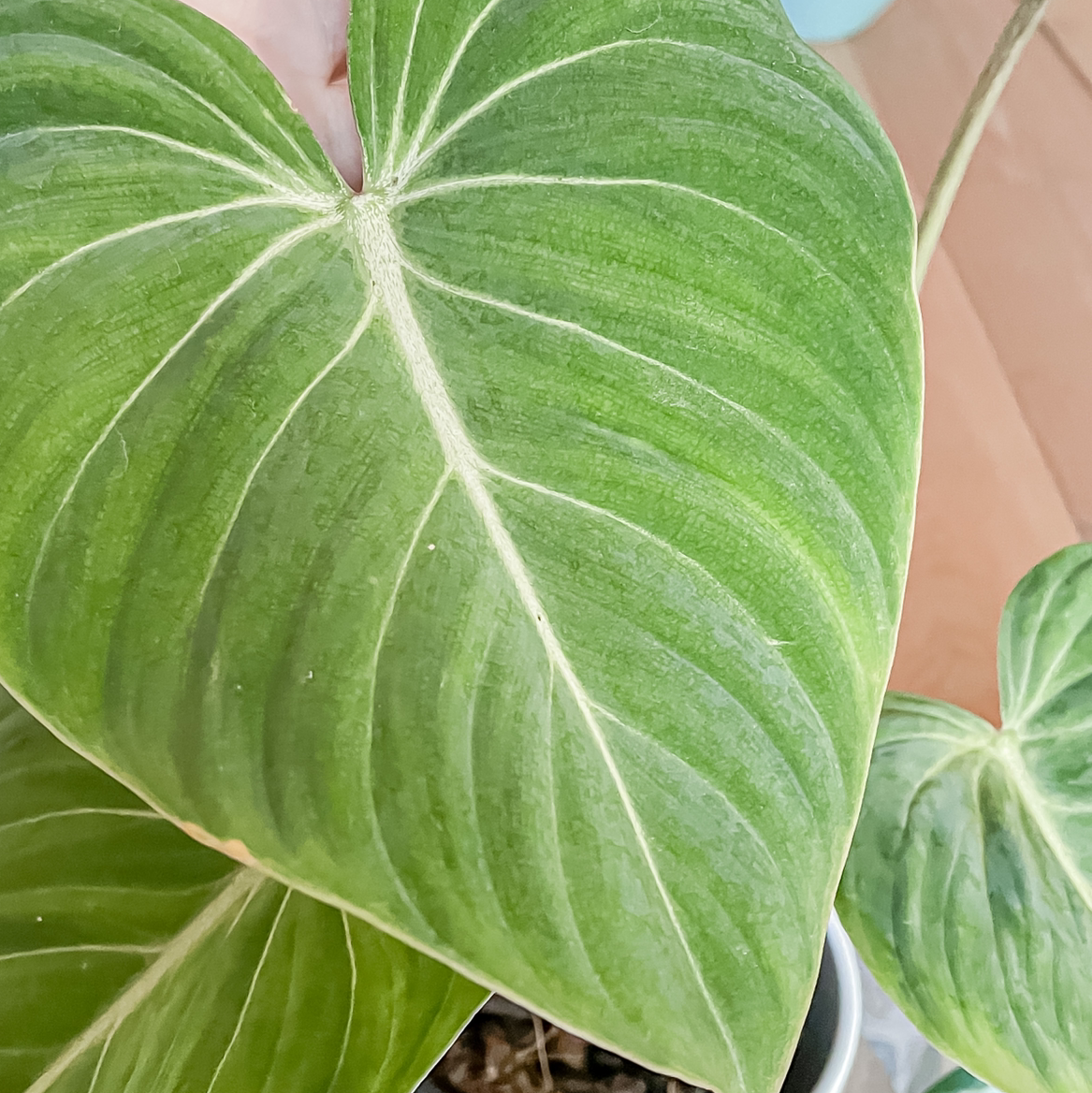 Philodendron gloriosum with large, heart-shaped leaves. Soil and minor discoloration visible.
