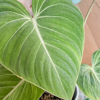 Philodendron gloriosum plant in Palm Beach, Queensland