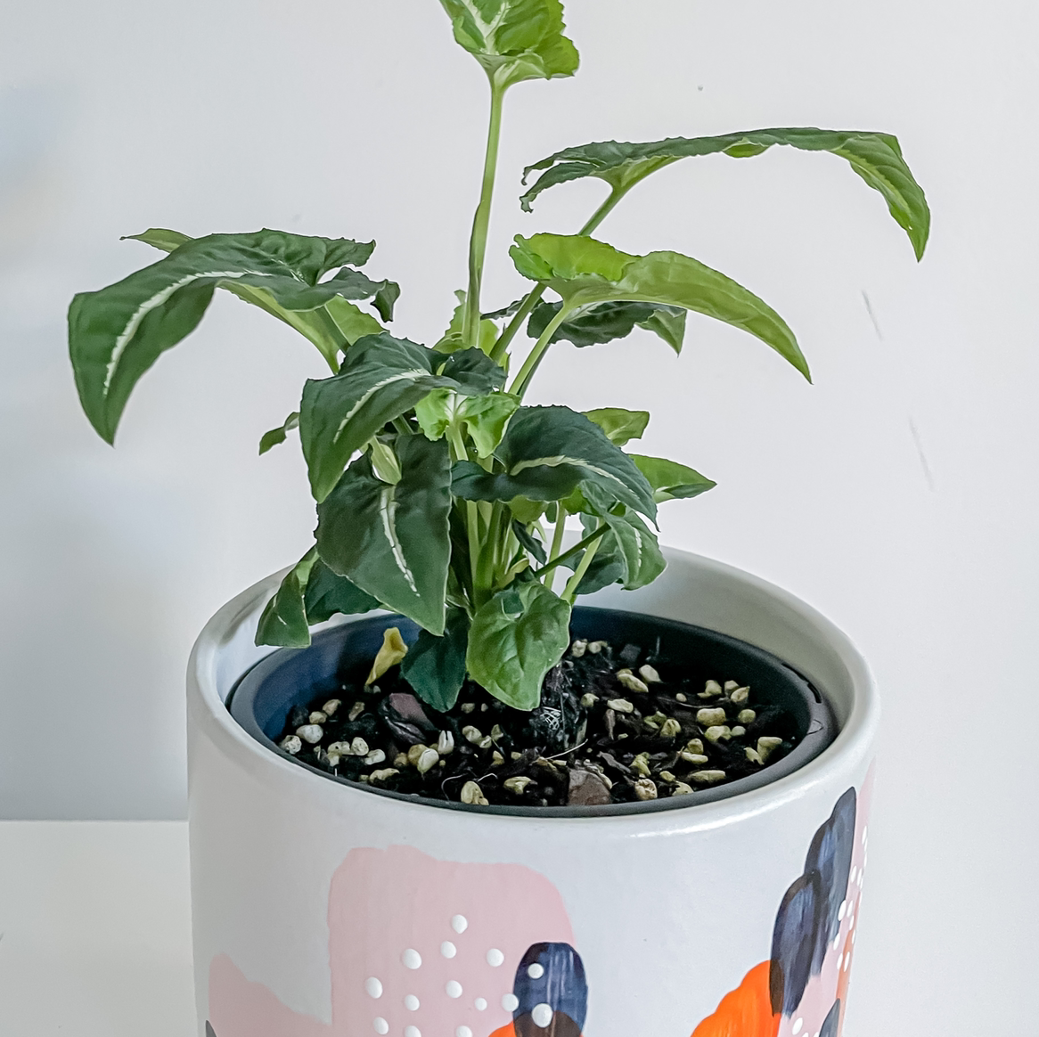 Photo of the plant species Syngonium wendlandii by @taramichelle named Aristotle on Greg, the plant care app