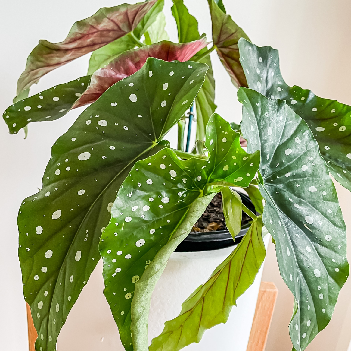 Photo of the plant species Polka Dot Begonia by @taramichelle named Gregory on Greg, the plant care app