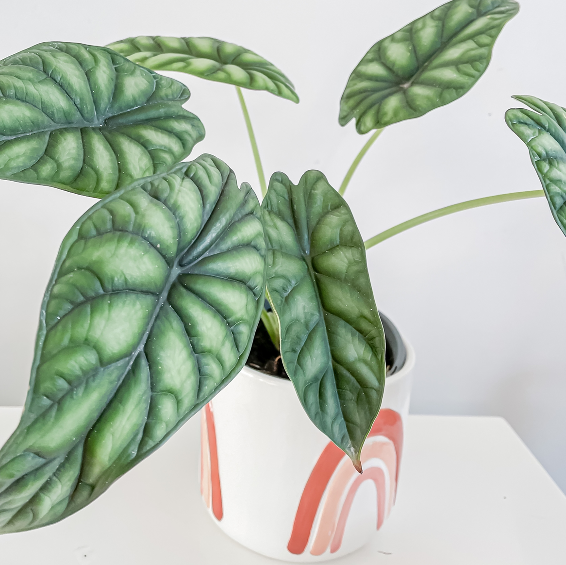 Healthy Alocasia 'Dragon Scale' plant in a decorative pot with vibrant green leaves.