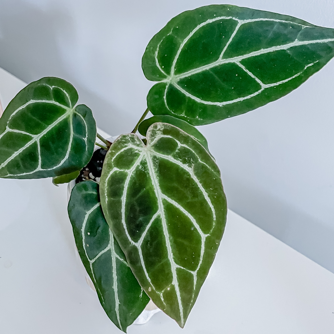 Crystal Anthurium plant with healthy green leaves and white veins.