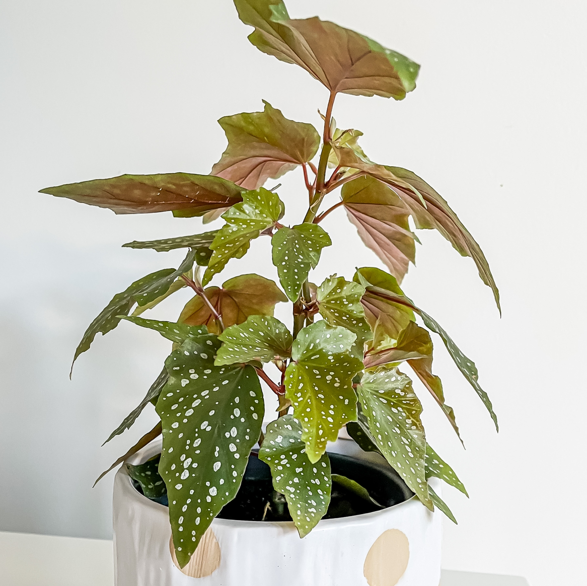 Photo of the plant species Polka Dot Begonia by @taramichelle named Leonardo on Greg, the plant care app