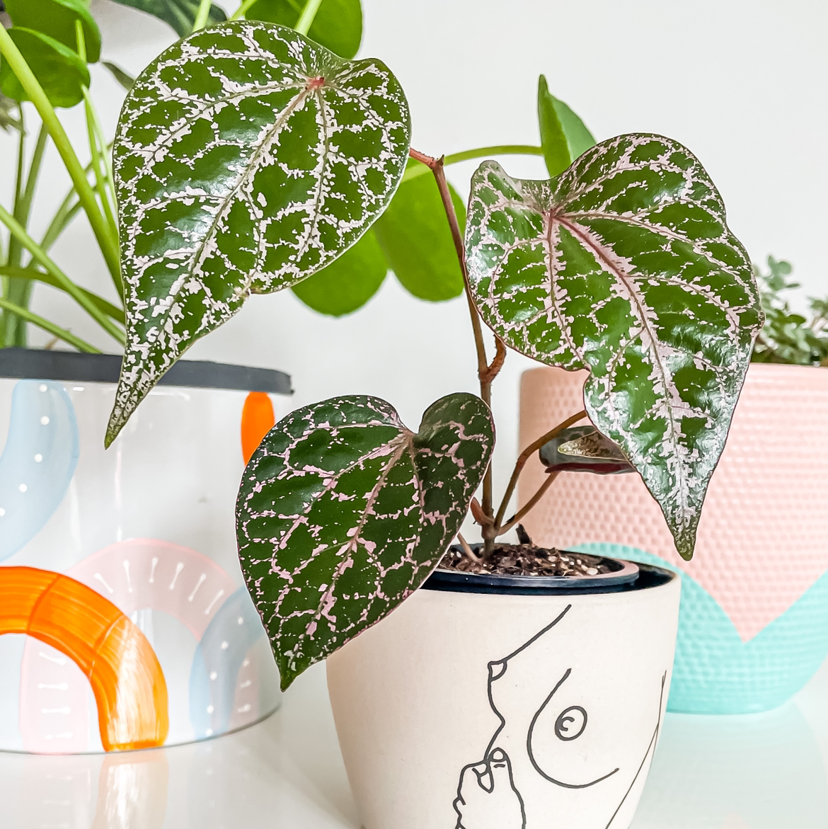 Red Betel plant in a decorative pot with healthy leaves, well-framed and in focus.