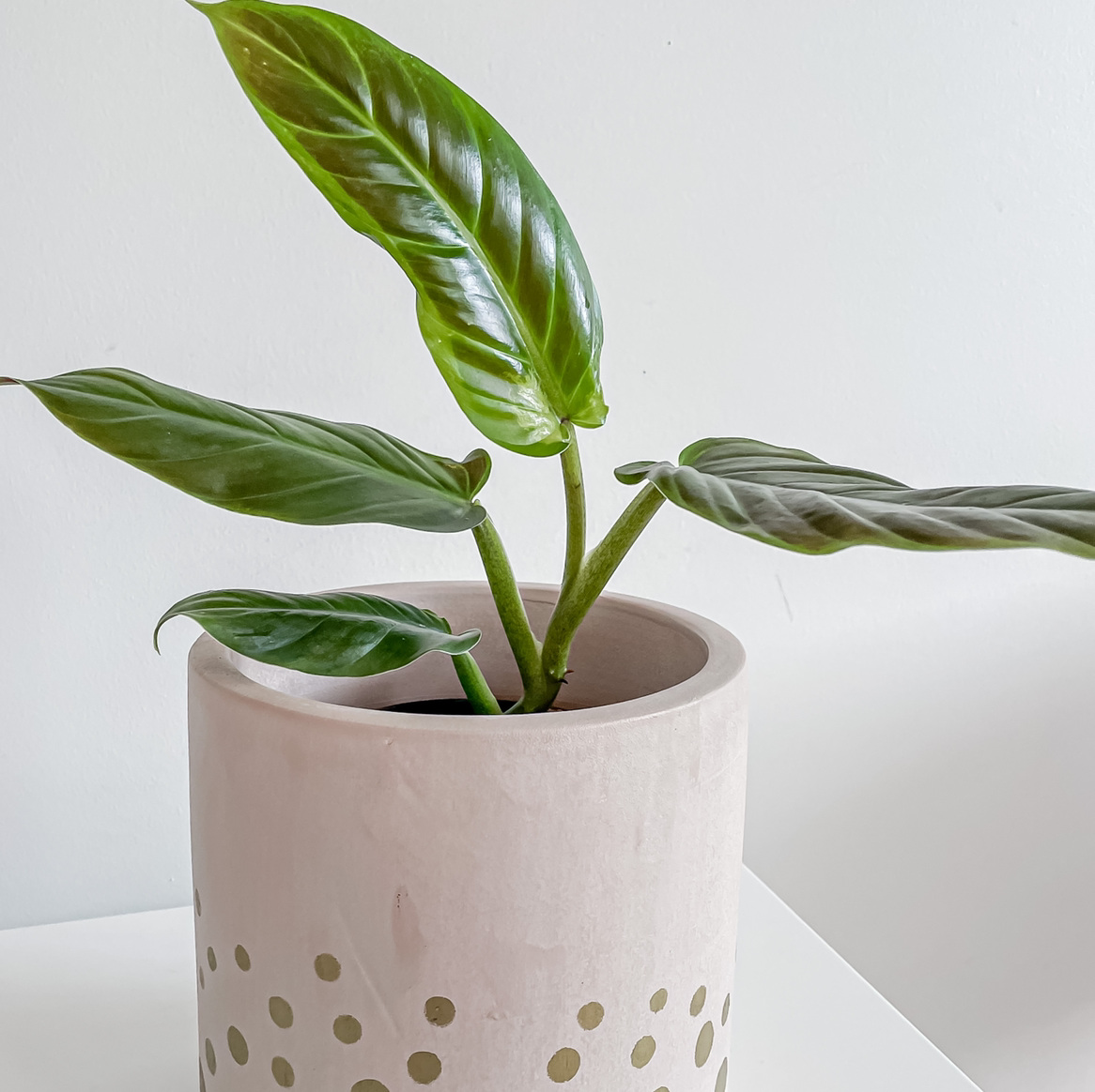 Photo of the plant species Philodendron subhastatum by @taramichelle named Beckham on Greg, the plant care app