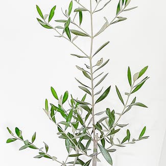 Olive Tree plant in Palm Beach, Queensland
