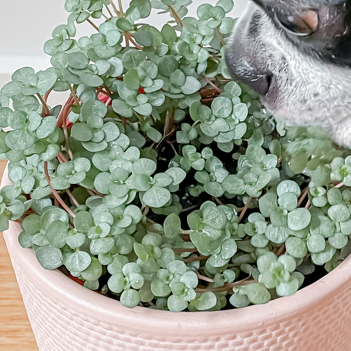 Healthy Silver Spa plant in a pink pot with a dog's face partially visible.