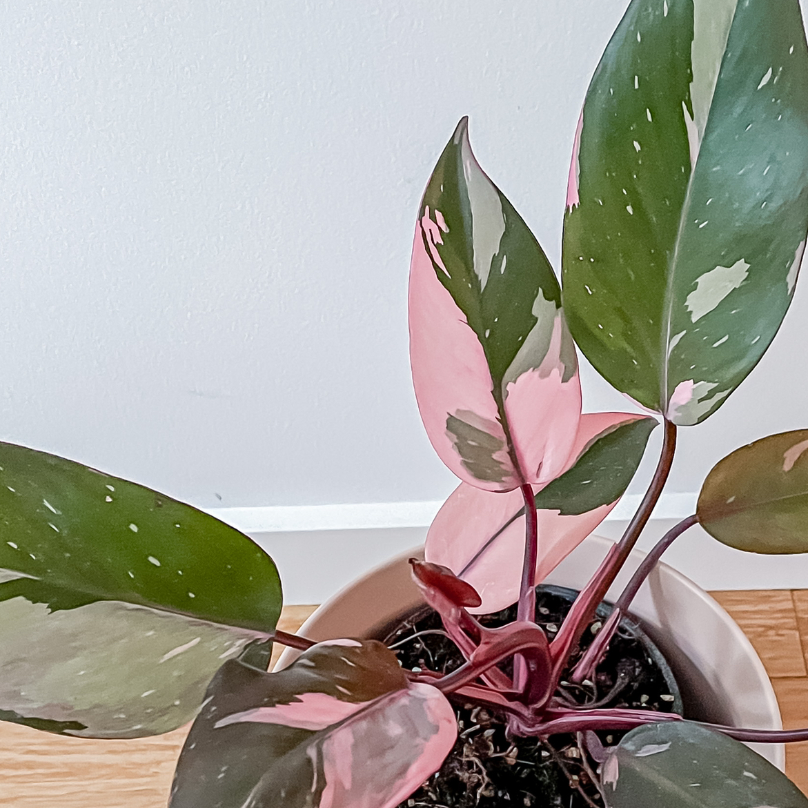 Photo of the plant species Pink Princess Philodendron by @taramichelle named Stella on Greg, the plant care app