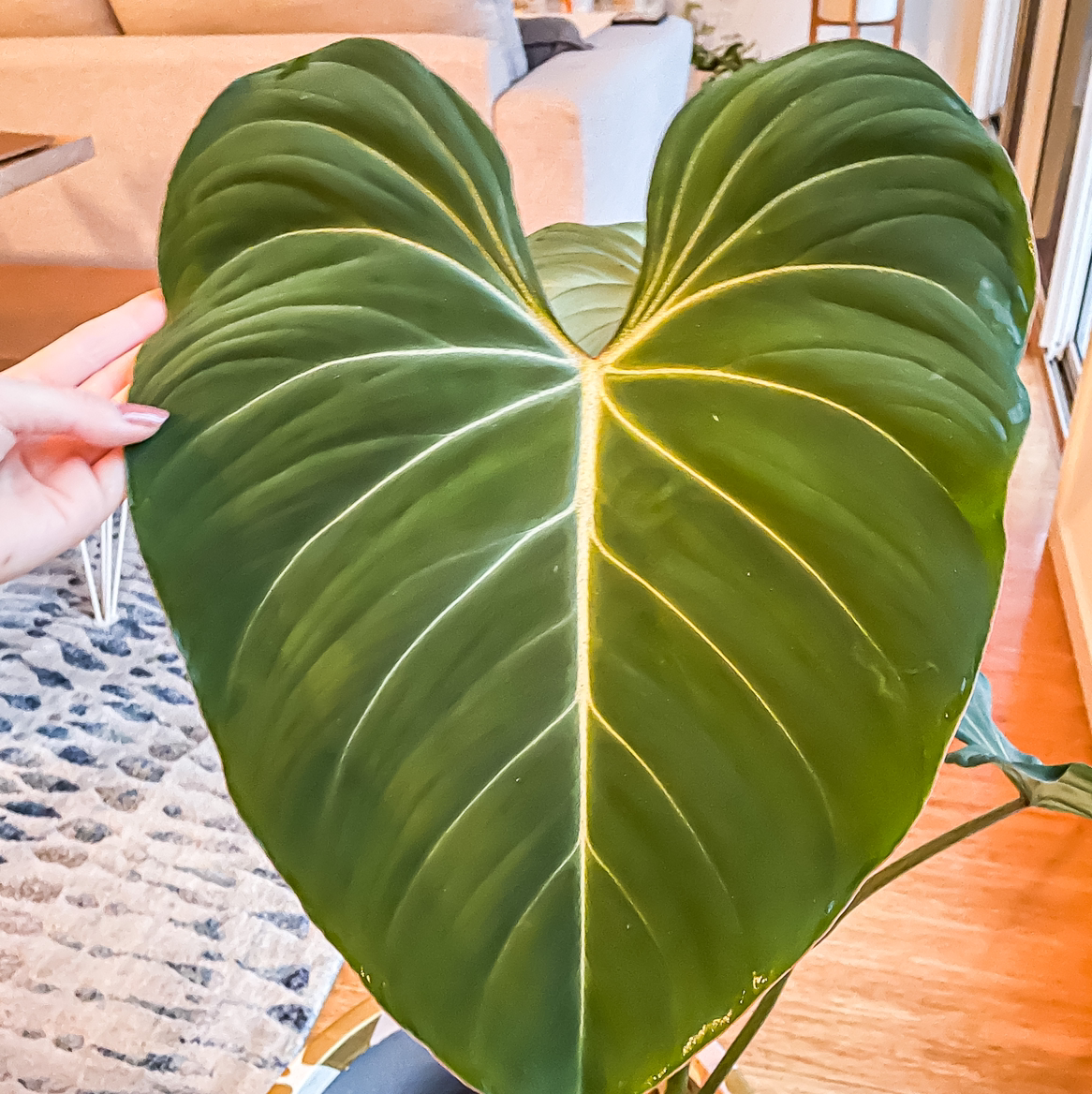A healthy Philodendron gloriosum leaf with prominent white veins and vibrant green color.