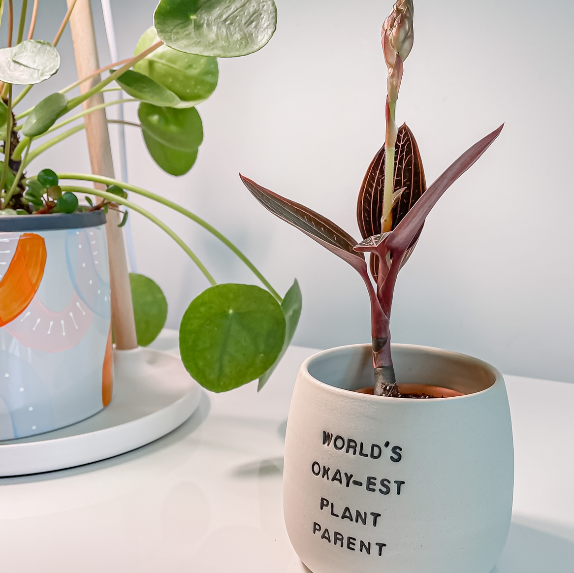 Photo of the plant species Jewel Orchid by @taramichelle named Harmony on Greg, the plant care app