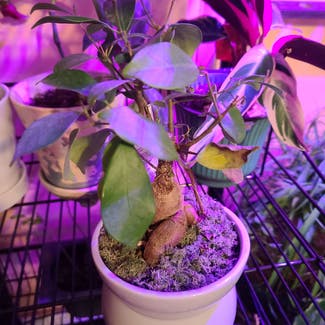 Ficus Ginseng plant in Harlingen, Texas
