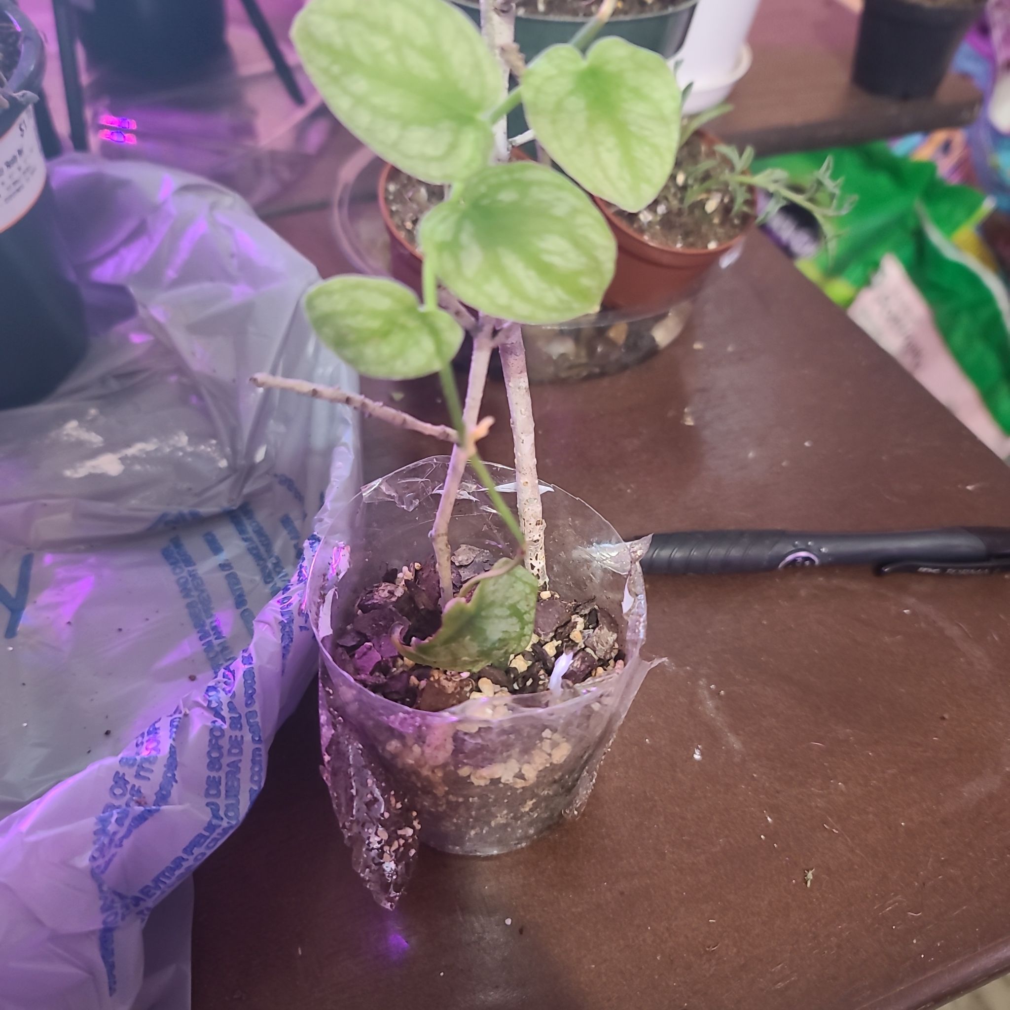 Photo of the plant species Velvet Shingler Monstera by @WillinglyKiekie named Monstera Dubia on Greg, the plant care app