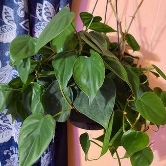 Green Philodendron plant in Harlingen, Texas