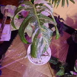 Variegated Monstera plant