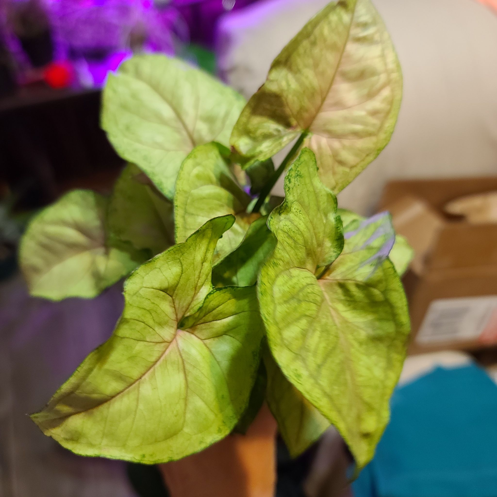 Syngonium 'Berry' plant with slight leaf discoloration, indoors.