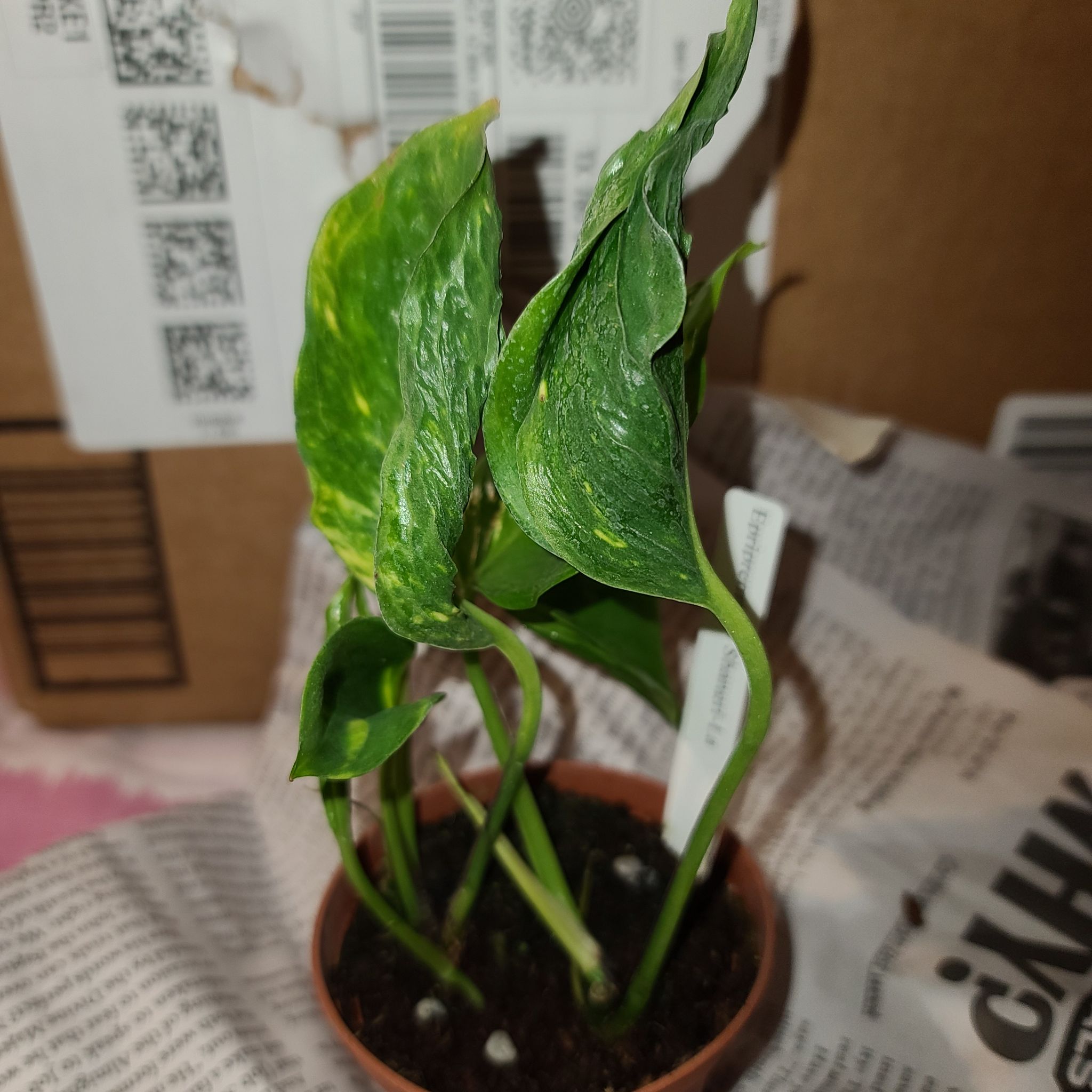 Pothos 'Shangri La' plant in a small pot with yellowing and browning leaves.