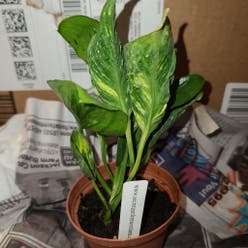 Pothos 'Shangri La' plant