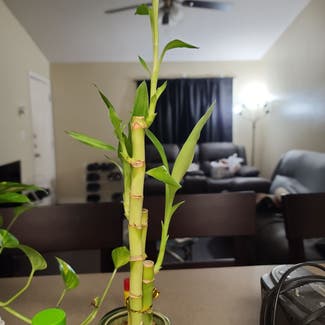 Lucky Bamboo plant in Harlingen, Texas