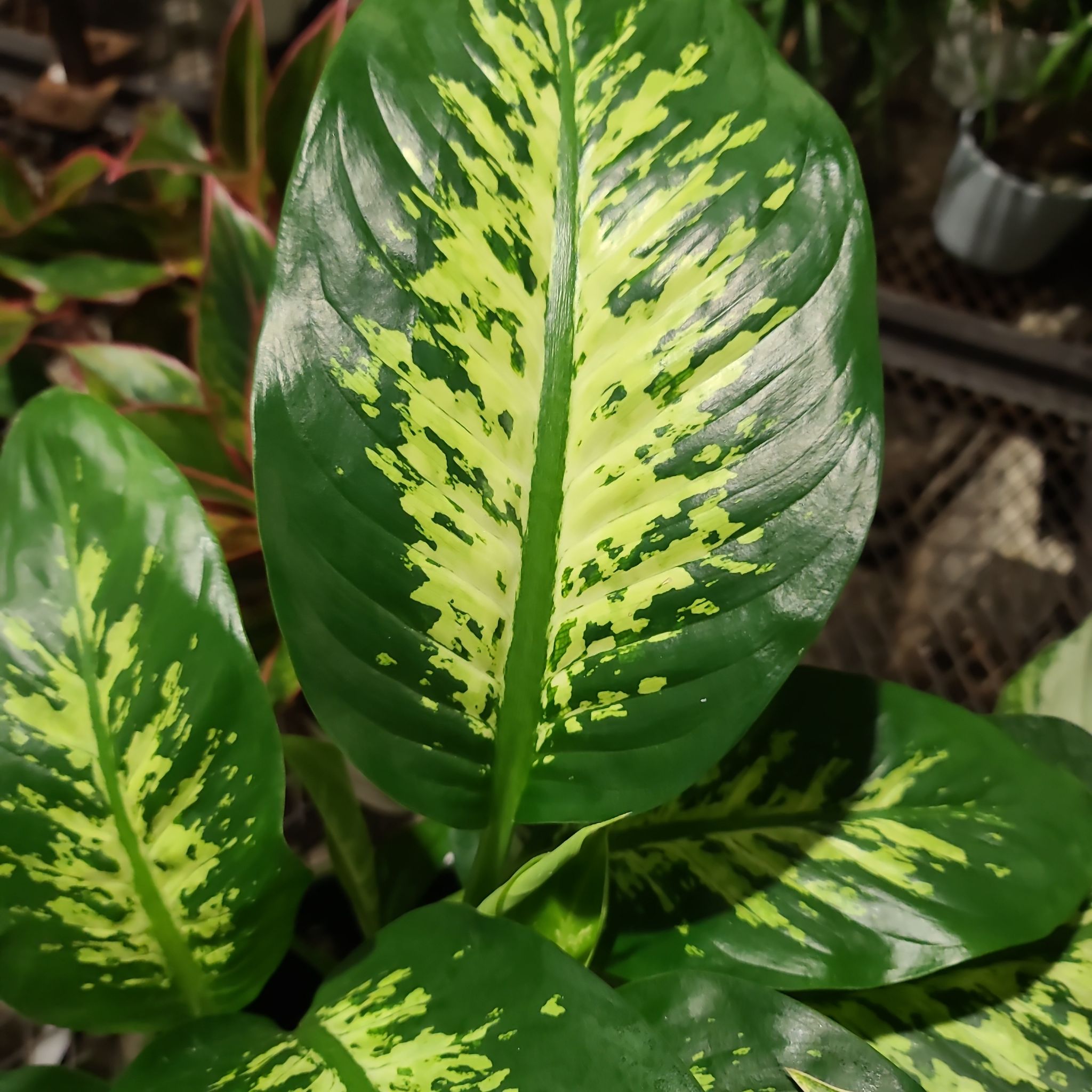 Why Are My Dieffenbachia 'Tropic Snow' Leaves Droopy?