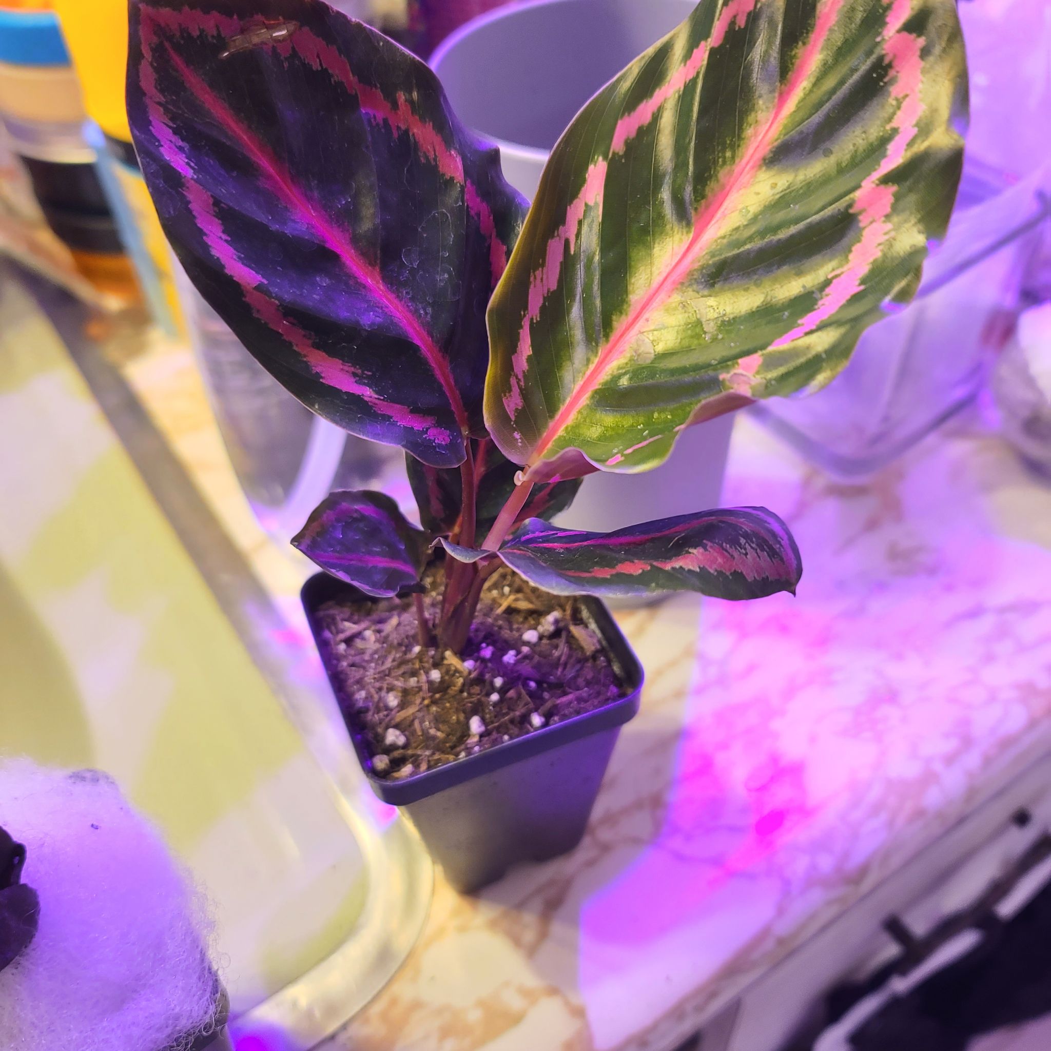 Photo of the plant species Black Rose Calathea by @WillinglyKiekie named Calathea black rose on Greg, the plant care app