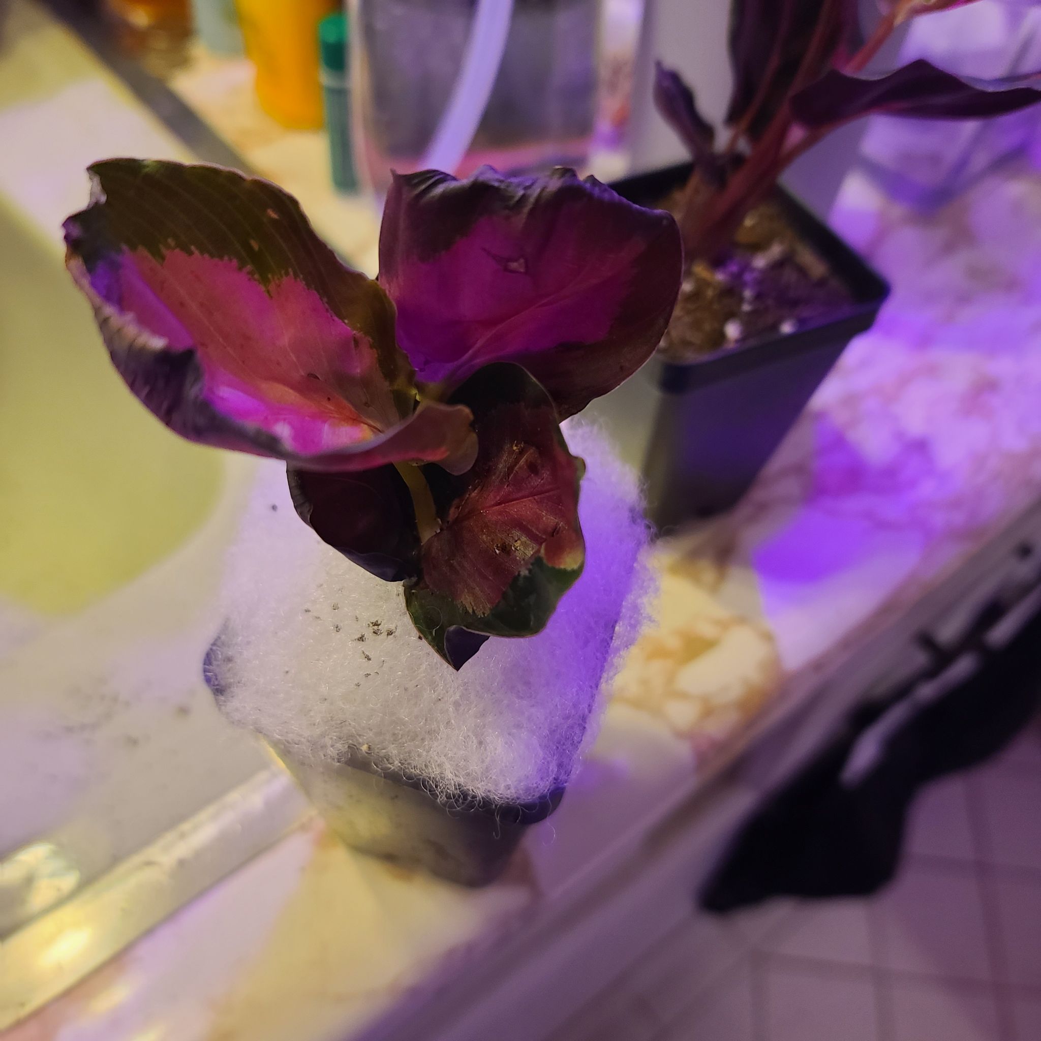 Calathea Rosy plant with vibrant pink and green leaves in a small pot with white covering.