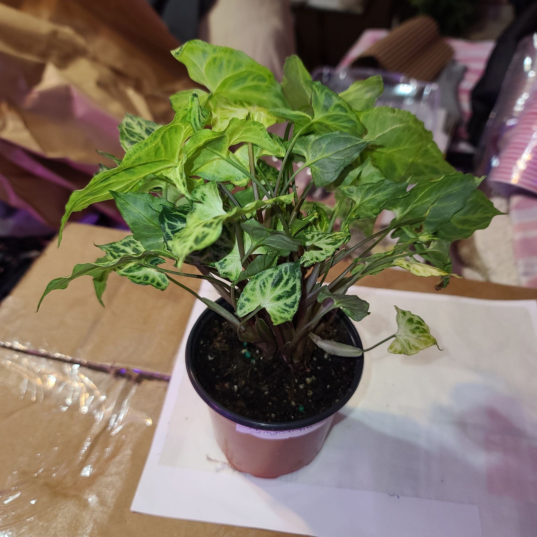 Syngonium 'Batik' plant in a small pot with some yellowing and browning leaves.