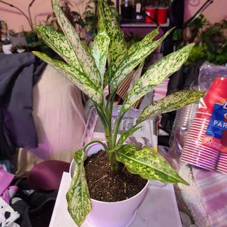 First Diamond Chinese Evergreen plant in Harlingen, Texas