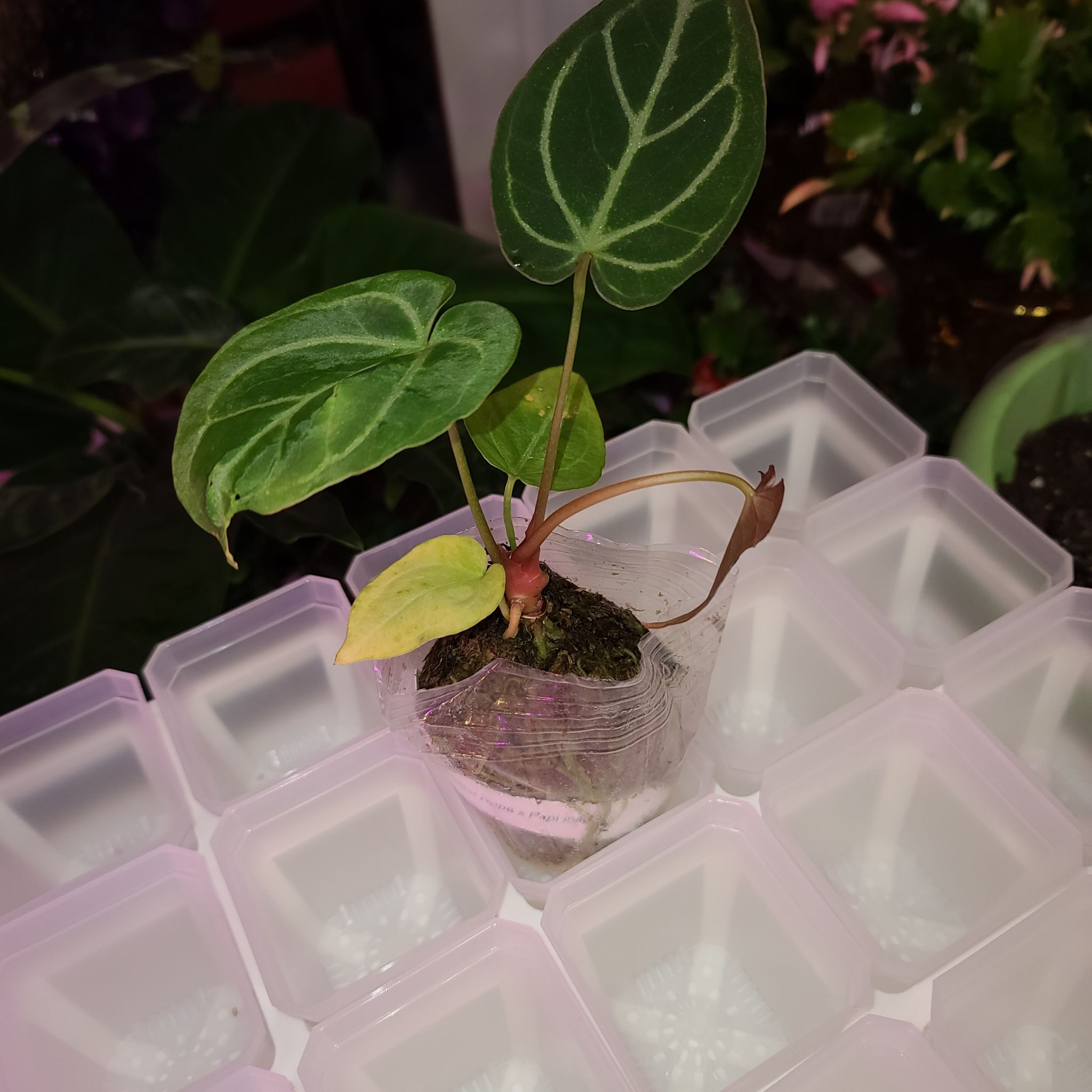 Photo of the plant species Hope by @WillinglyKiekie named Anthurium crystal hope x papi mag on Greg, the plant care app