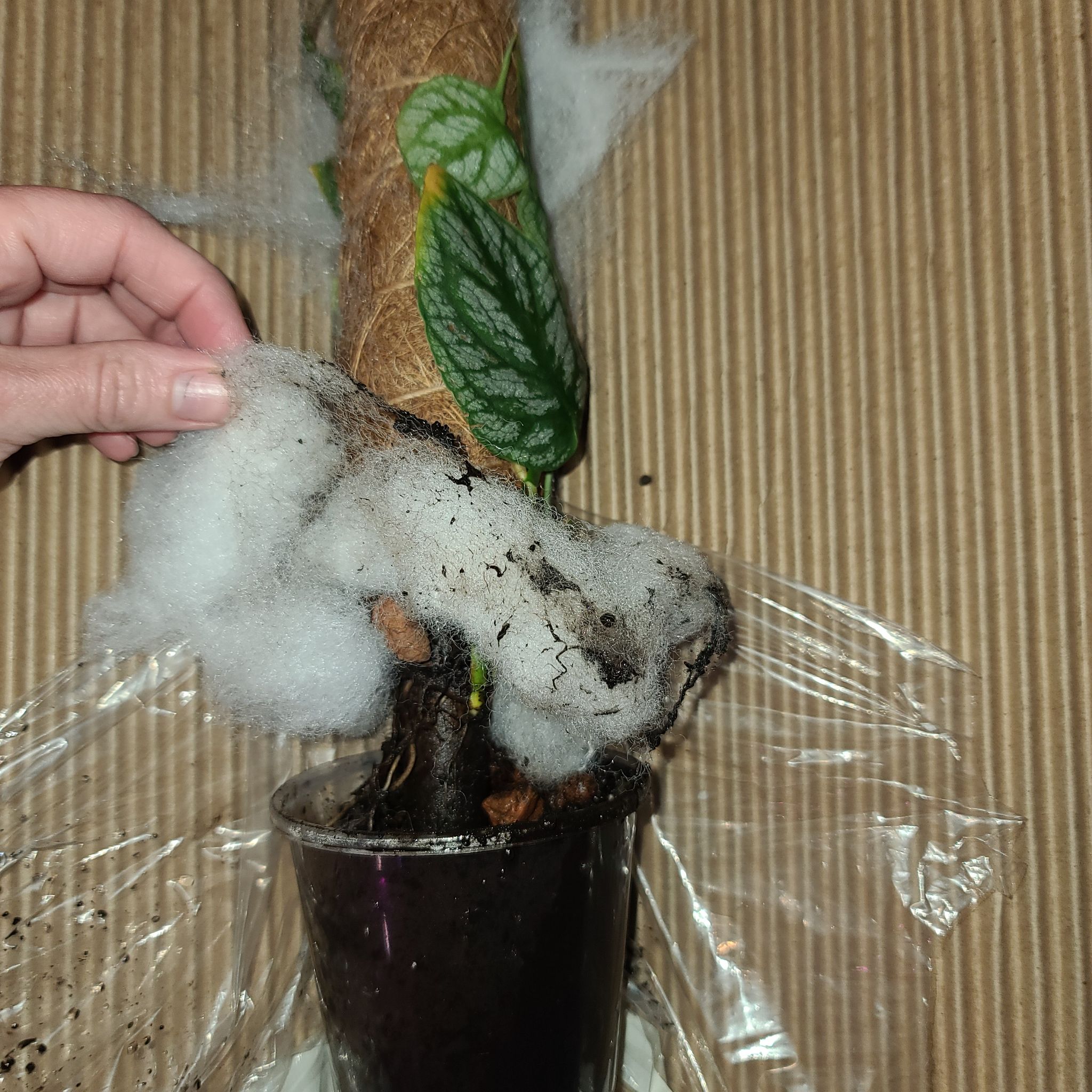 Photo of the plant species Velvet Shingler Monstera by @WillinglyKiekie named Monstera dubia big on Greg, the plant care app