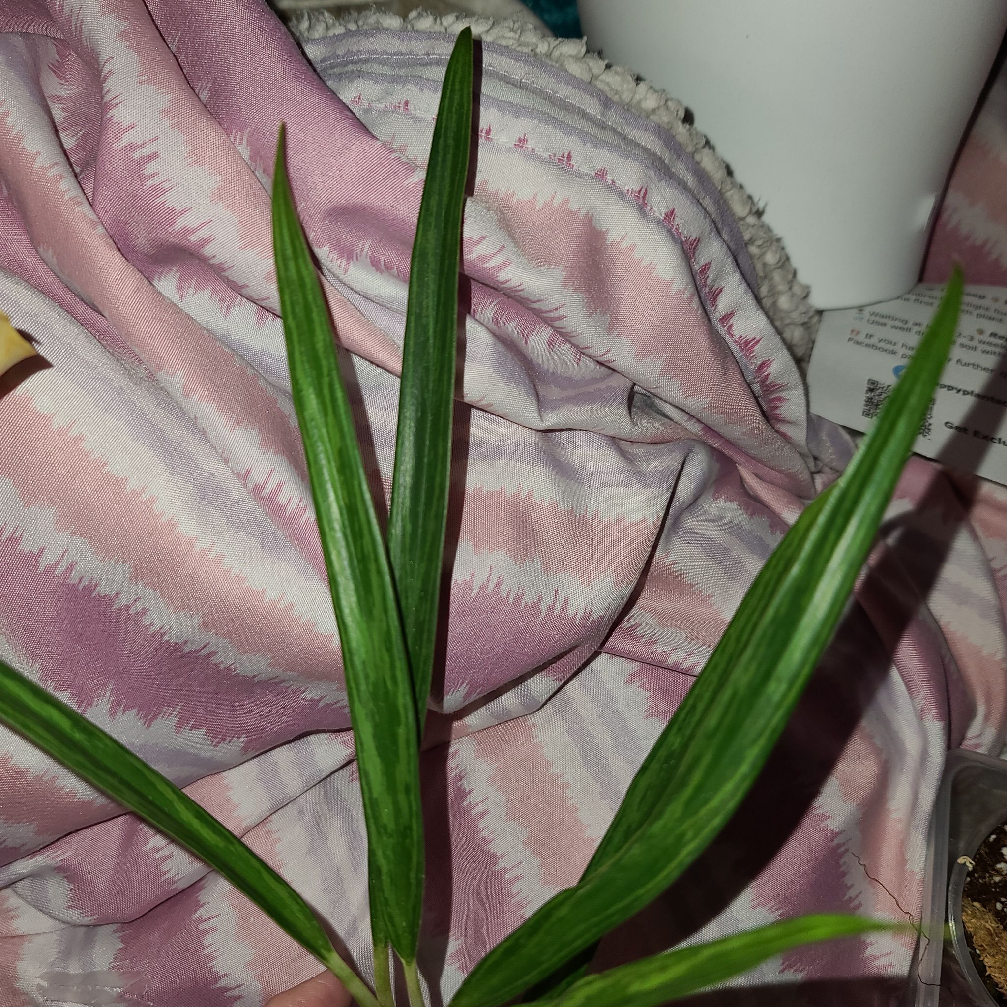 Photo of the plant species Slim Jim Chinese Evergreen by @WillinglyKiekie named Aglaonema slim jim on Greg, the plant care app