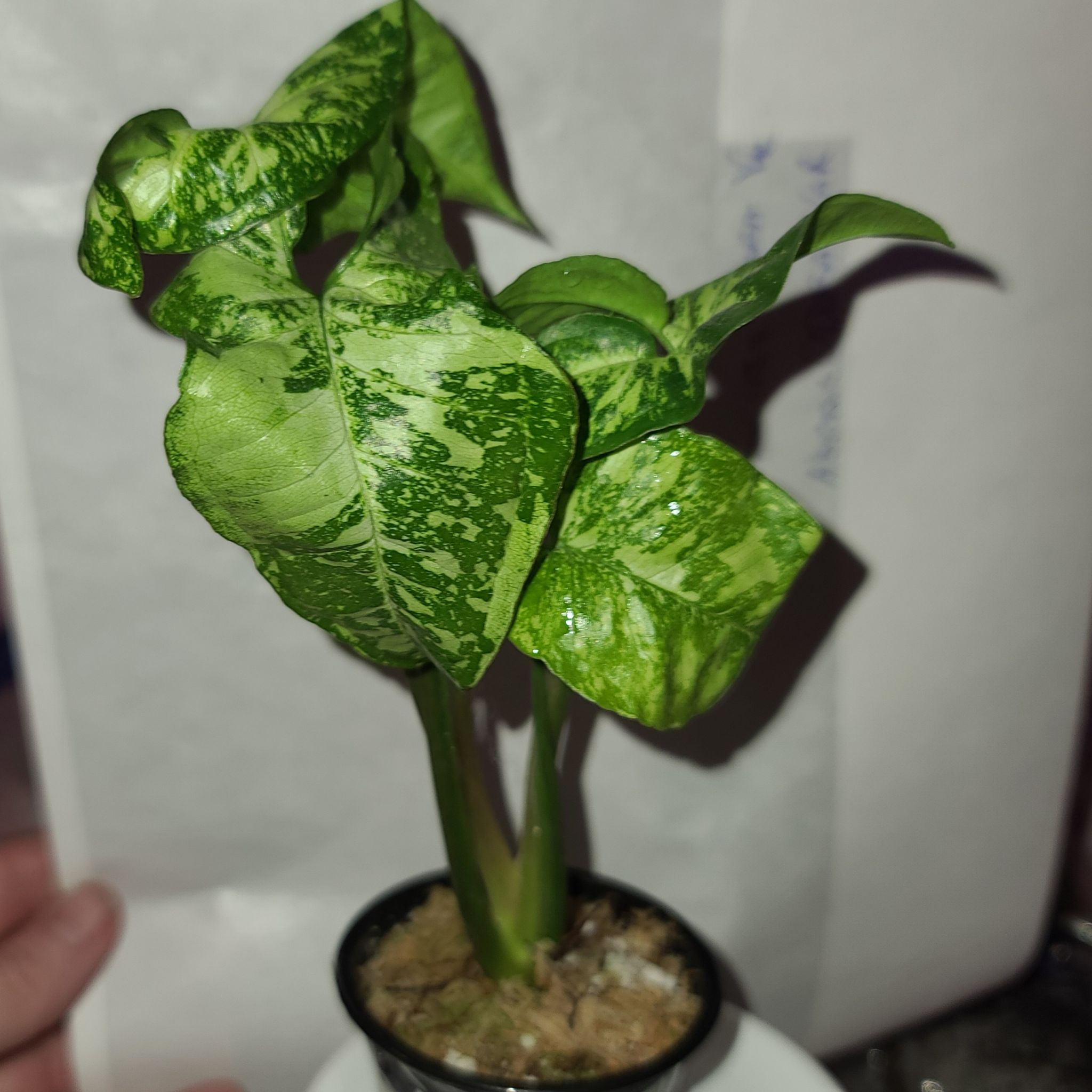 Syngonium Panda plant with variegated green leaves in a small pot, well-framed and in focus.
