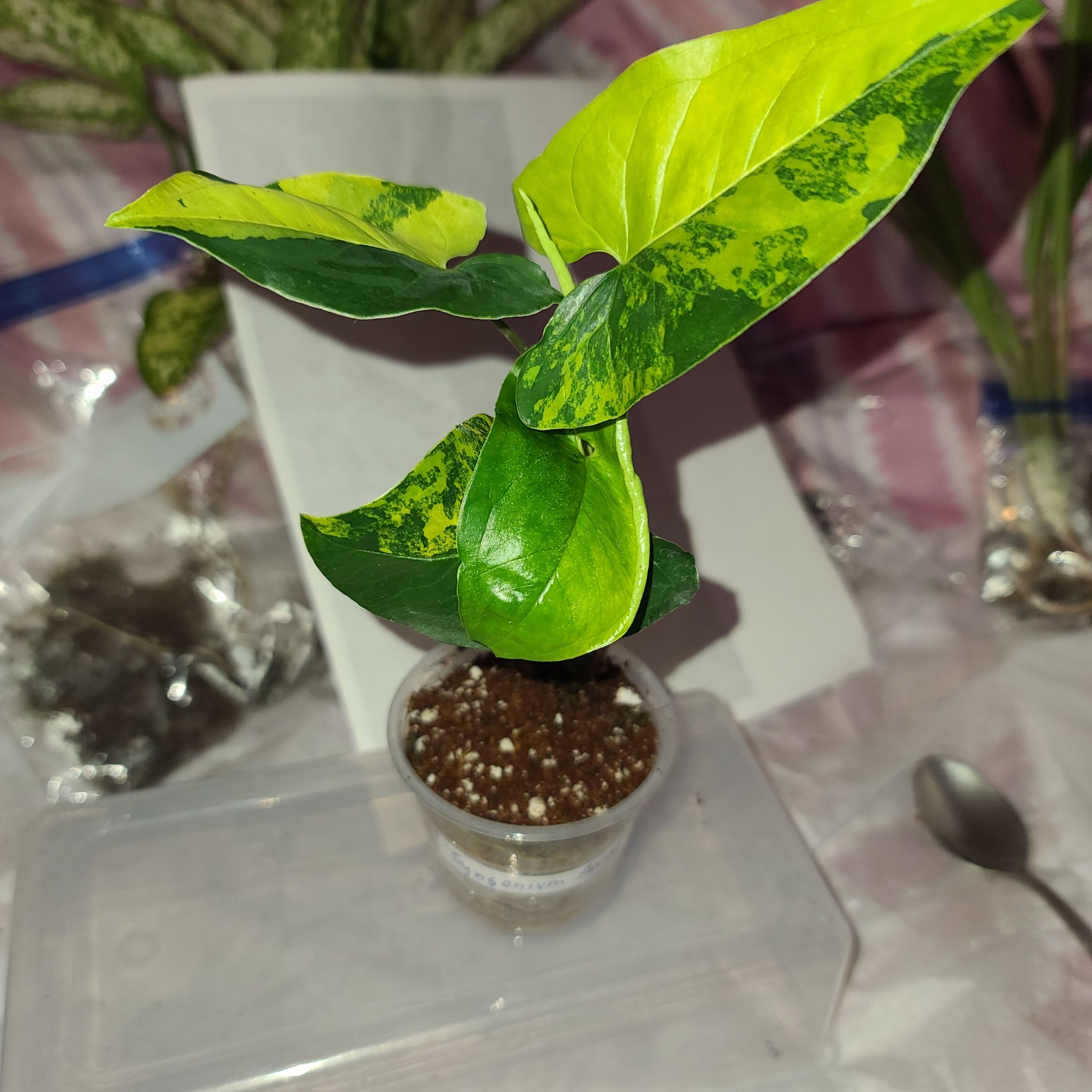 Syngonium aurea plant in a small transparent pot with visible soil and vibrant green leaves with yellow variegation.
