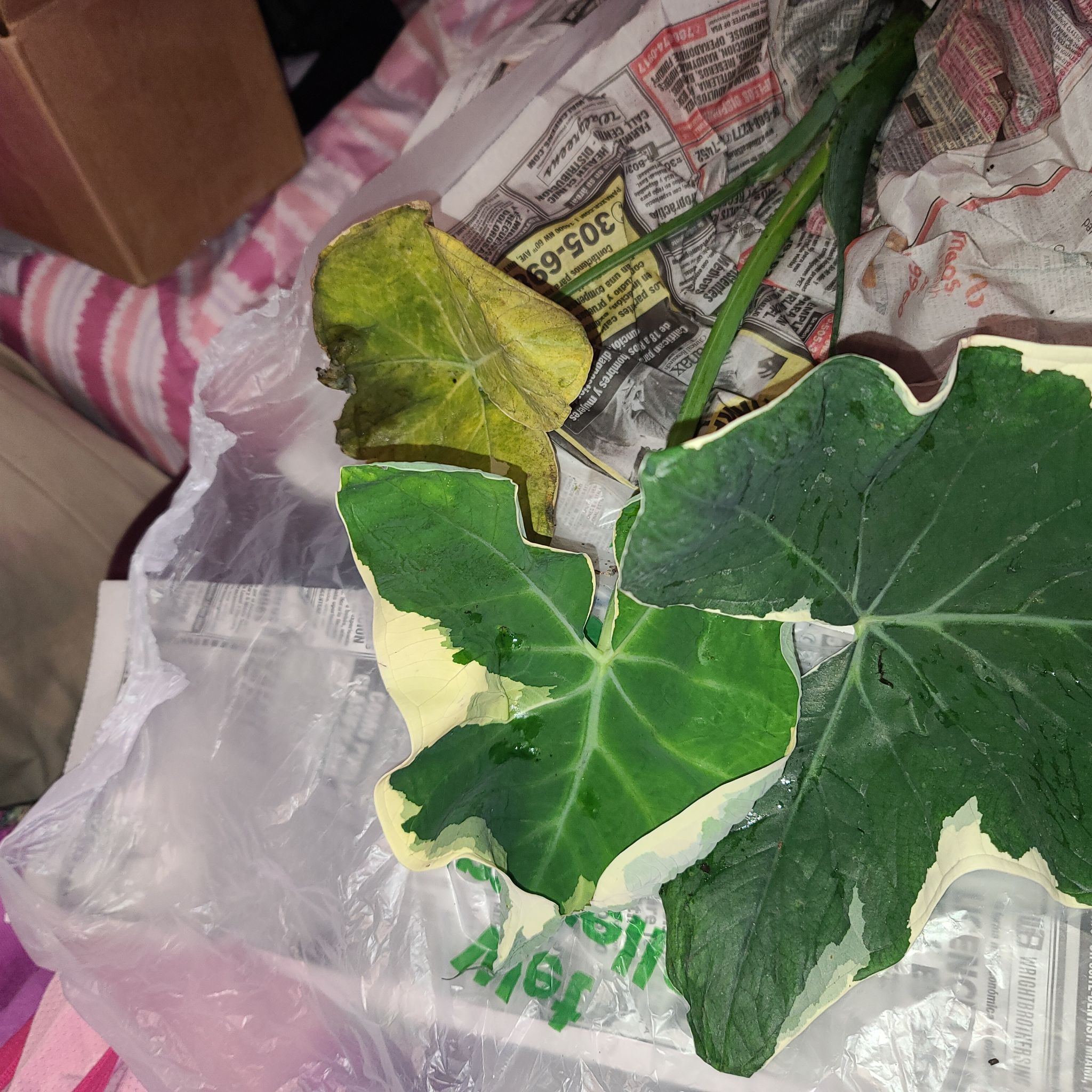 Mickey Mouse Taro plant with yellowing and browning leaves on a plastic surface with newspapers.