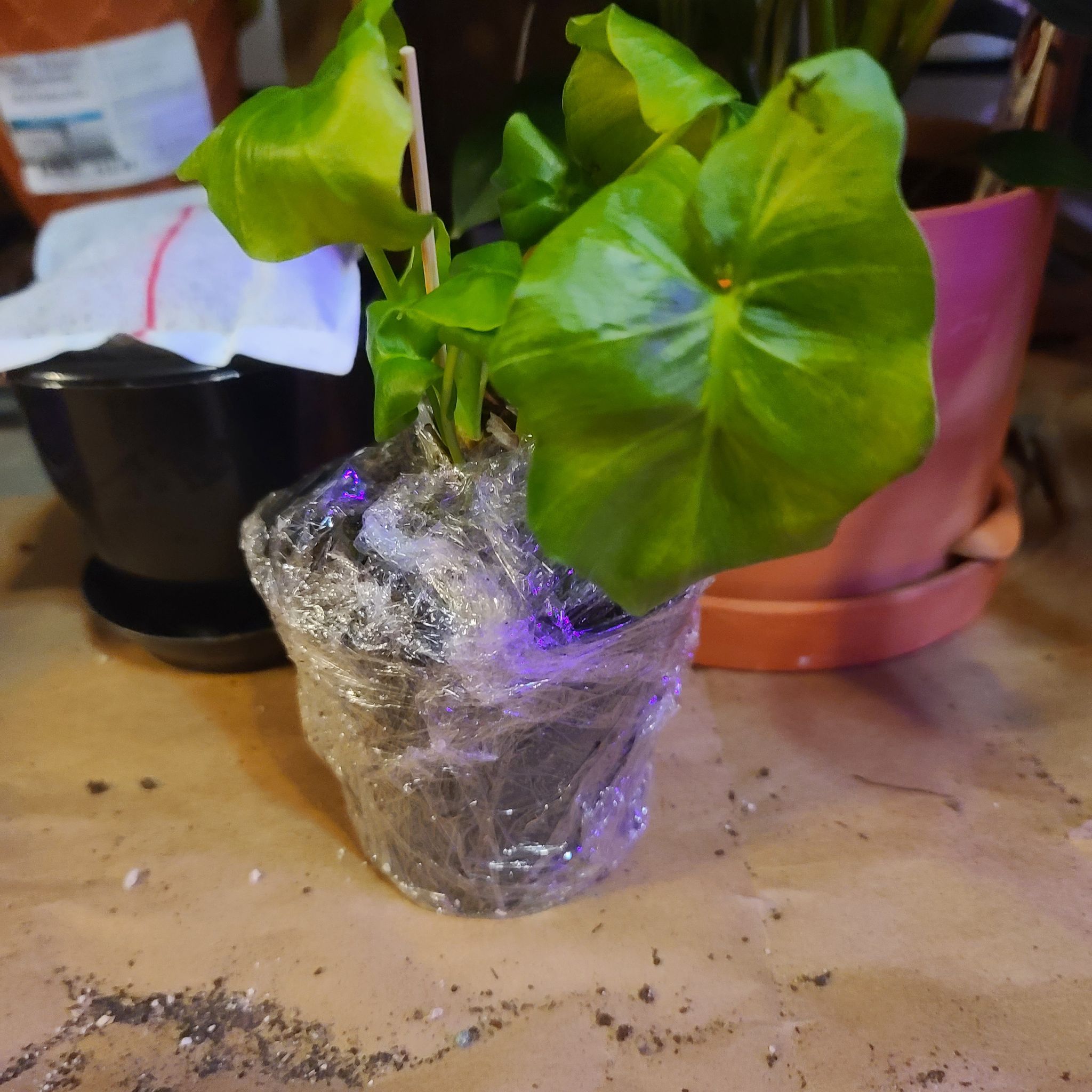 Philodendron 'Super Atom' plant in a small pot wrapped in plastic, with some yellowing leaves.