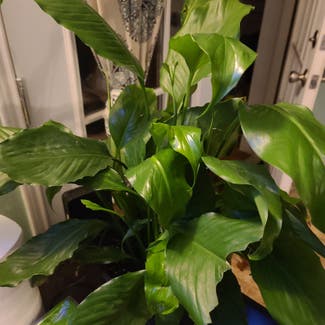 Peace Lily plant in Harlingen, Texas